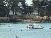 Cale de l´île de Boëdic (Séné)