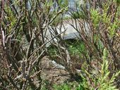 Bunker de type VF 67 dit Tobruk-Stand pour tourelle de char français de type R35, Jetée de Pen ar Vil, Boulevard Sainte-Barbe (Roscoff)