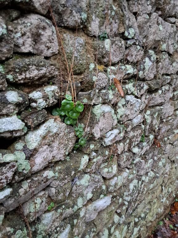 Château de la Houssaye (Quessoy)